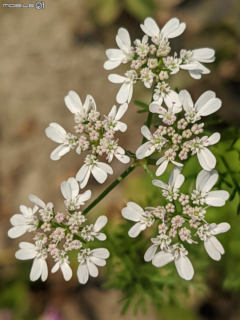 蜀葵花 臺南市學甲區光華里 03/17