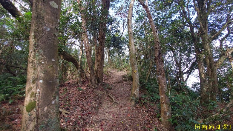 [苗栗 三義 大湖] 出關古道聖關段 關刀山 一日雙小百岳