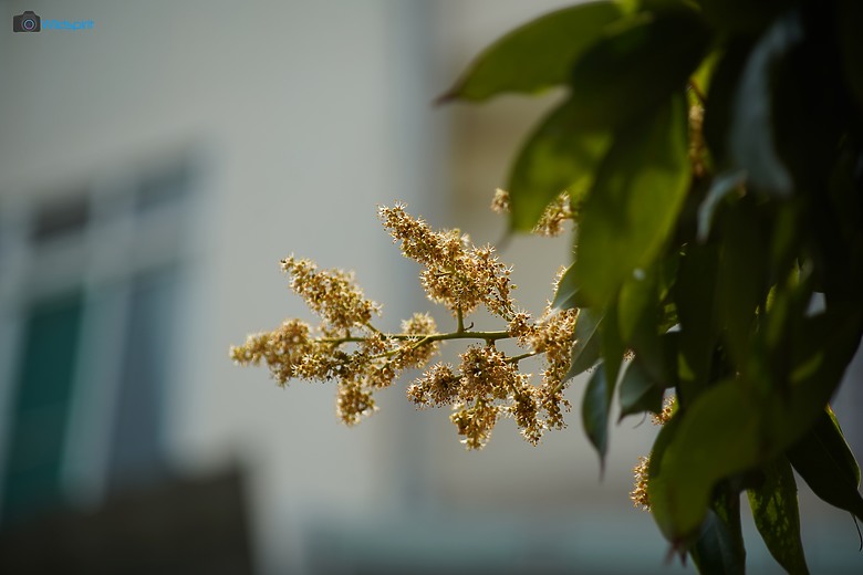 30年輕小望遠鏡頭【CANON EF 80-200mm f/4.5-5.6 USM】