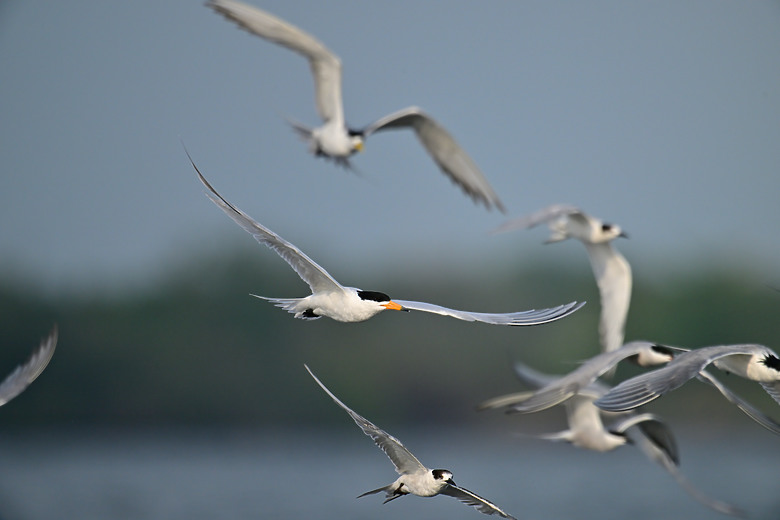 神話之鳥黑嘴端鳳頭燕鷗在高雄汕尾出現約24分鐘，2024年3月30日從下午3:55出現至4:19離開。