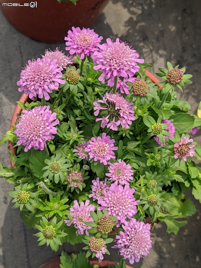 蘿貝利亞+松蟲草 台南市歸仁區七甲花卉區 03/10