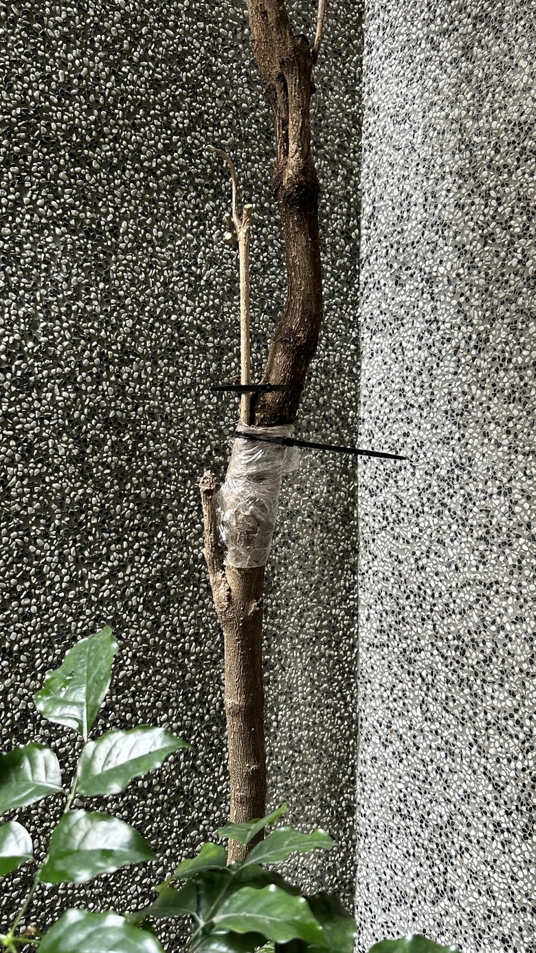 點我看大圖 請教旺旺樹修剪