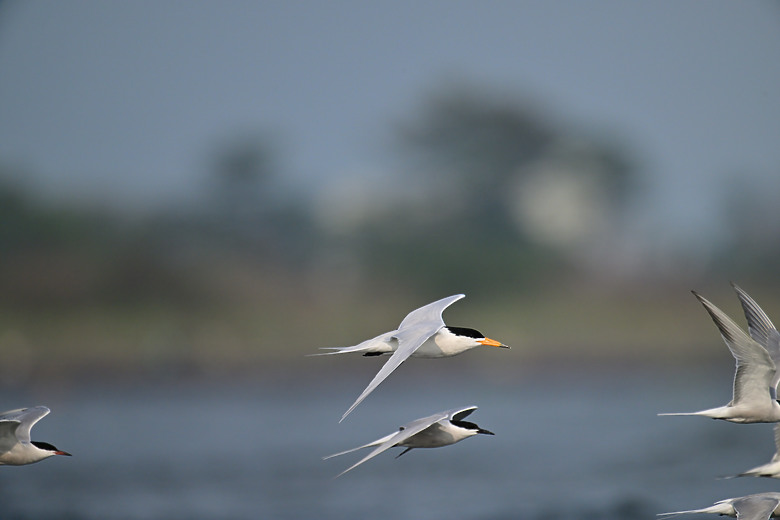 神話之鳥黑嘴端鳳頭燕鷗在高雄汕尾出現約24分鐘，2024年3月30日從下午3:55出現至4:19離開。