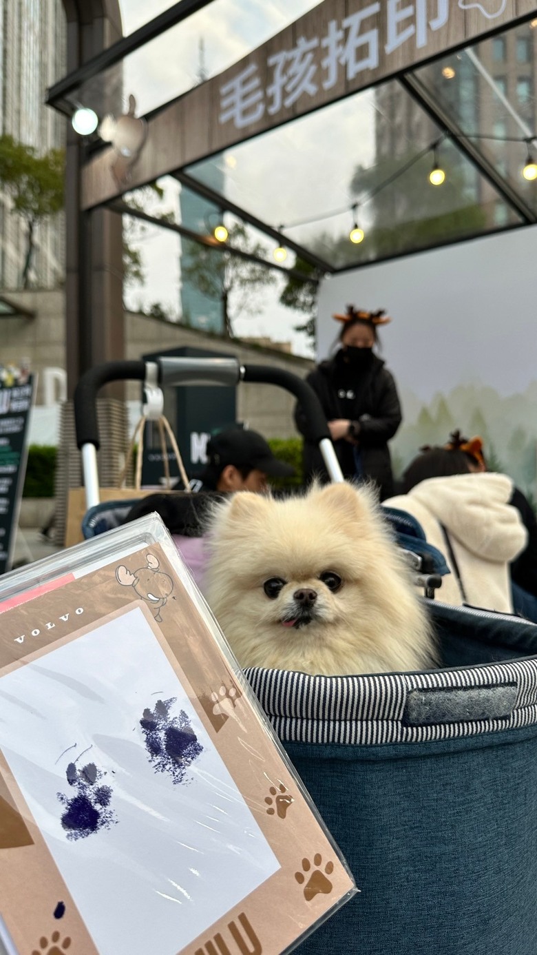 MILU寵物夜行，毛孩的道路安全值得被注意🐕