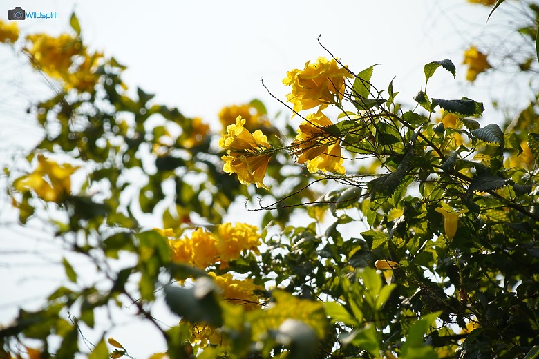 點我看大圖 30年輕小望遠鏡頭【CANON EF 80-200mm f/4.5-5.6 USM】