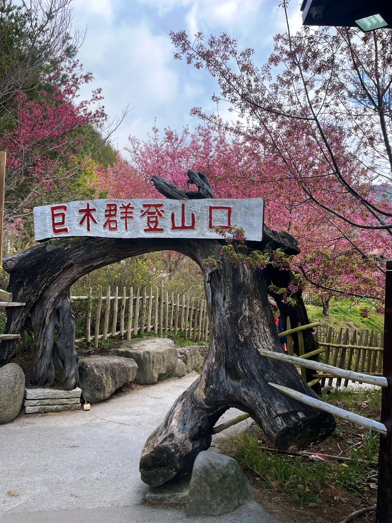 司馬庫斯賞櫻一日遊