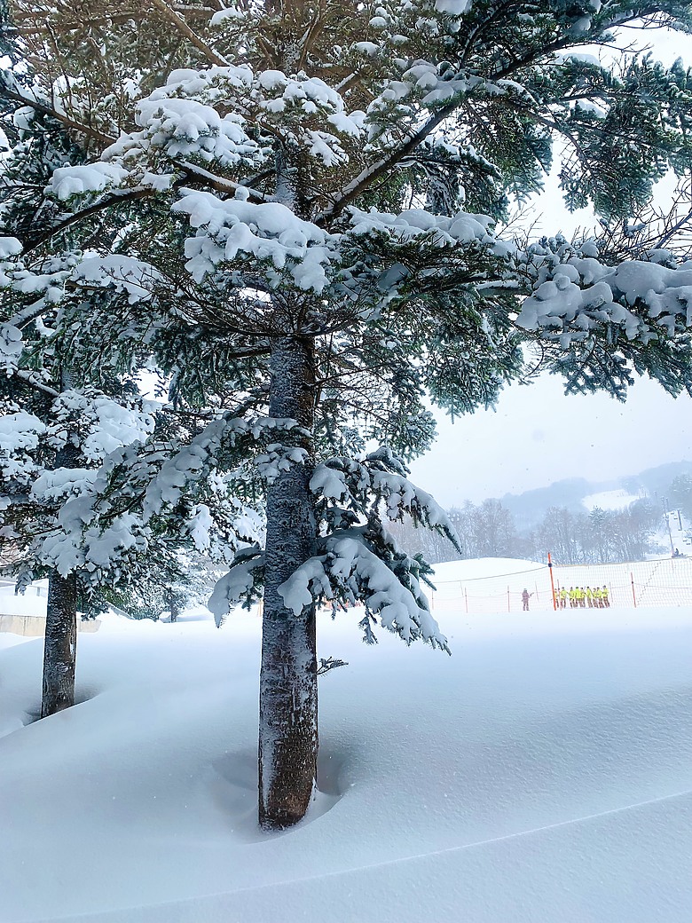 點我看大圖 <日本>2023全家人解封日本行~星野磐梯山滑雪 夜晚比白天更美