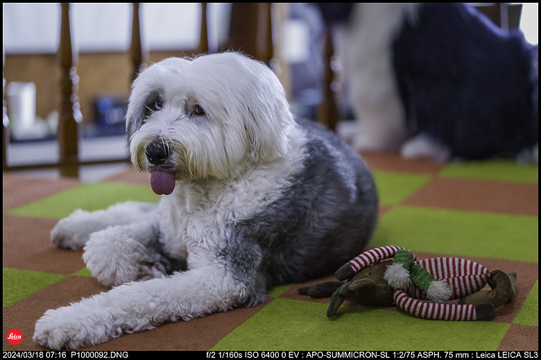 【開箱】Leica SL3 10607，新增 【SL3 韌體更新 V1.1.9 修正檔案意外覆寫錯誤】