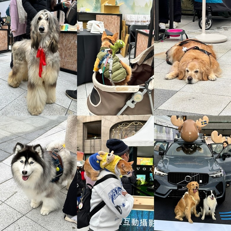 MILU寵物夜行，毛孩的道路安全值得被注意🐕