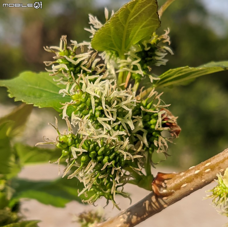 水柳+南洋櫻+扁桃斑鳩菊+苦楝木+桑椹雄花 台南市安平區湖濱水鳥公園 03/03