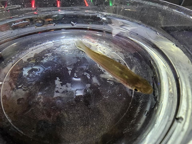 請問這是什麼溪魚 ?