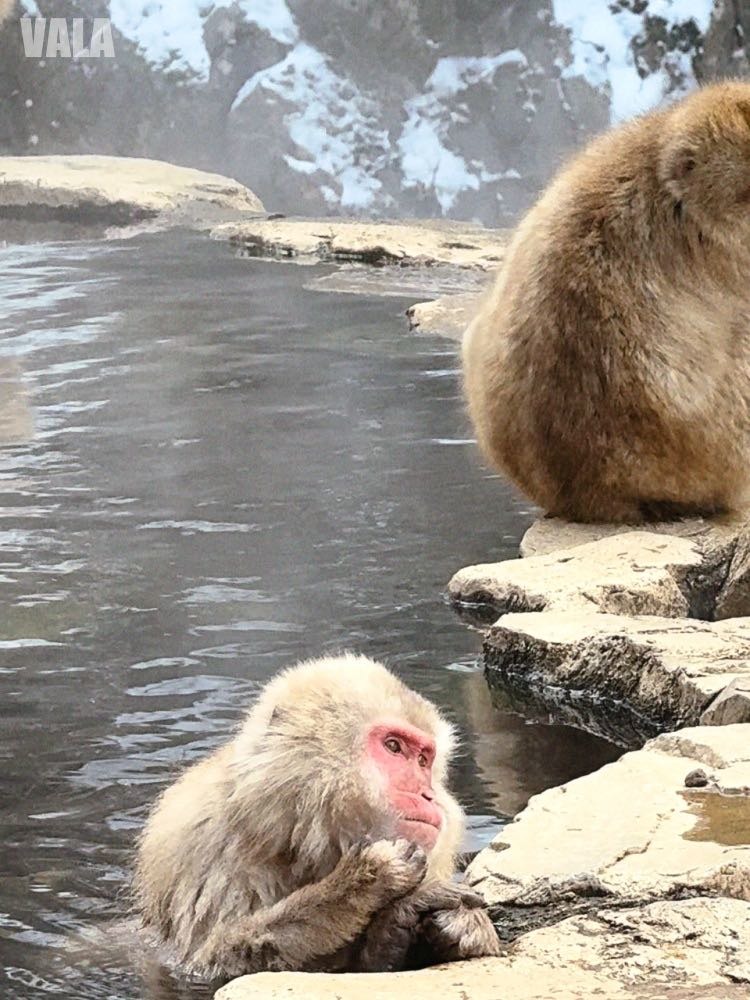 地獄谷野苑公苑。看雪猴泡湯泡溫泉真的好療癒。最淺顯易懂交通攻略