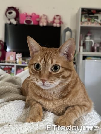 跳台怎麼是斜的?飼主笑要投訴網見「非人為因素」:建議先減肥