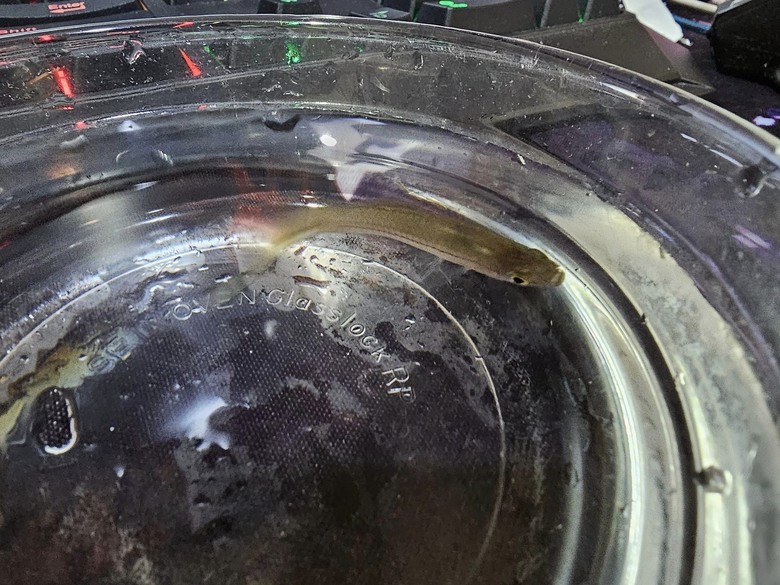 請問這是什麼溪魚 ?