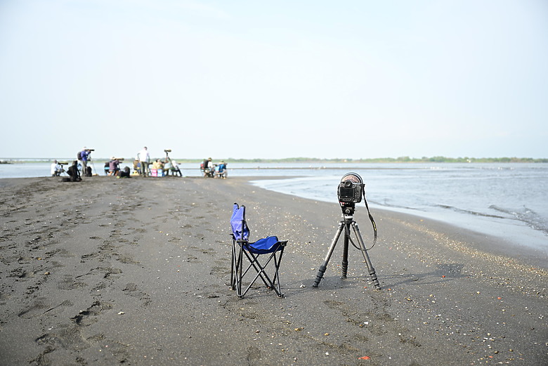神話之鳥黑嘴端鳳頭燕鷗在高雄汕尾出現約24分鐘，2024年3月30日從下午3:55出現至4:19離開。