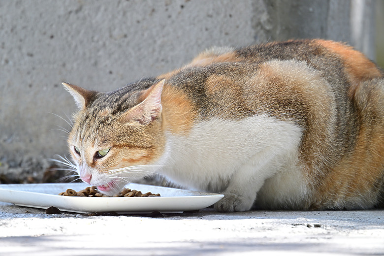 在樹葡萄上觀察，準備飛下來吃貓飼料的黃尾鴝(公)。