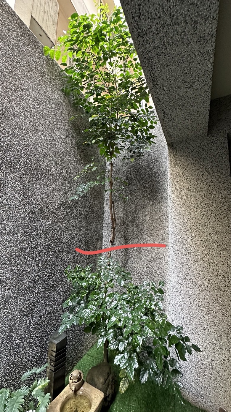 點我看大圖 請教旺旺樹修剪