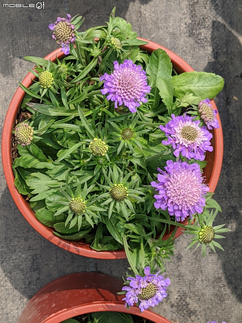 蘿貝利亞+松蟲草 台南市歸仁區七甲花卉區 03/10