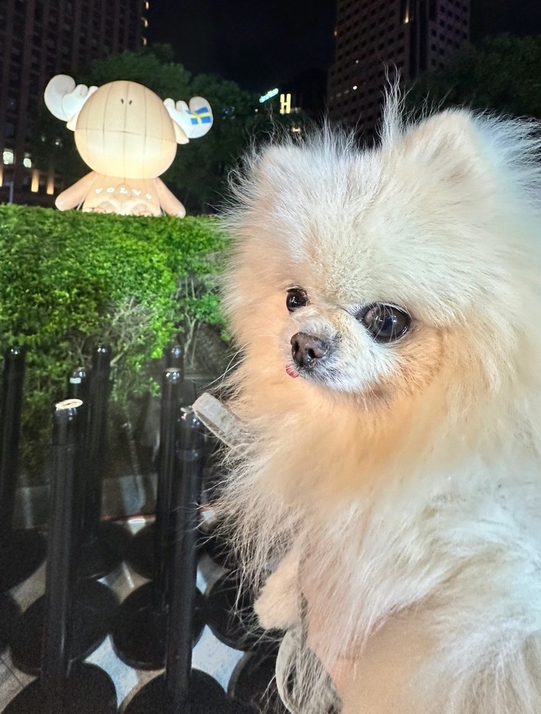 MILU寵物夜行，毛孩的道路安全值得被注意🐕