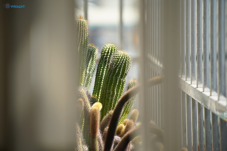 30年輕小望遠鏡頭【CANON EF 80-200mm f/4.5-5.6 USM】