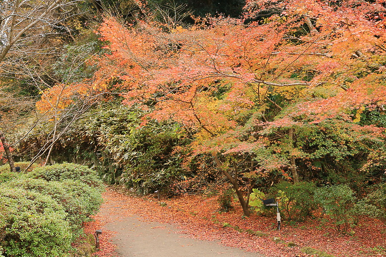 (映像旅行) 與可愛虎將一起大啖和牛賞楓紅in日本佐賀 feat.台灣虎航