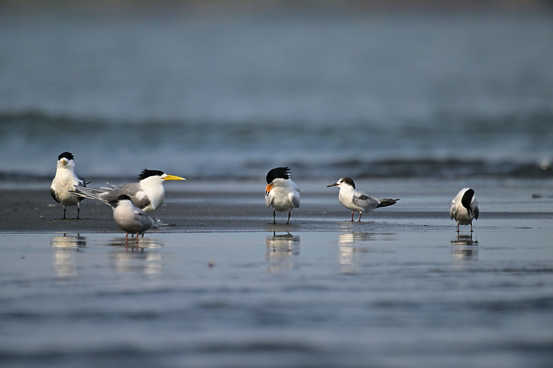 神話之鳥黑嘴端鳳頭燕鷗在高雄汕尾出現約24分鐘，2024年3月30日從下午3:55出現至4:19離開。