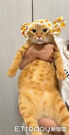 跳台怎麼是斜的?飼主笑要投訴網見「非人為因素」:建議先減肥