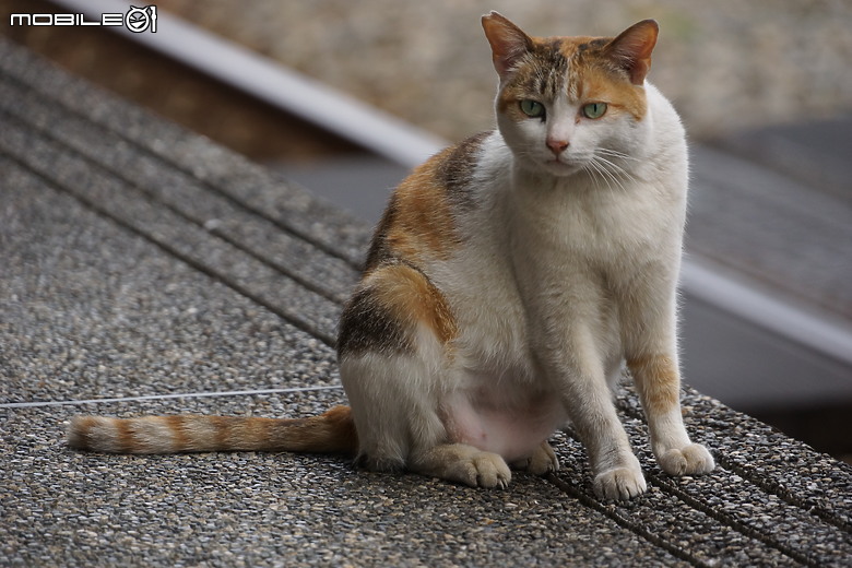 【旅行】平溪半日遊SONY NEX-7 + SEL18200