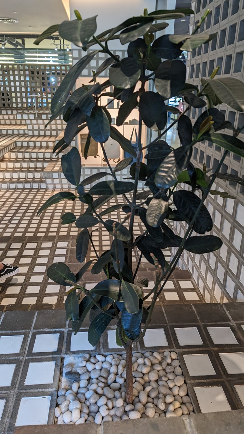 泰國出差兩周見聞- Part III 曼谷World Trade Center / 參拜四面佛 / 曼谷街頭閒晃 / 台人最愛逛的Big C / % Arabica coffee初體驗