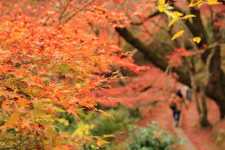 (映像旅行) 與可愛虎將一起大啖和牛賞楓紅in日本佐賀 feat.台灣虎航