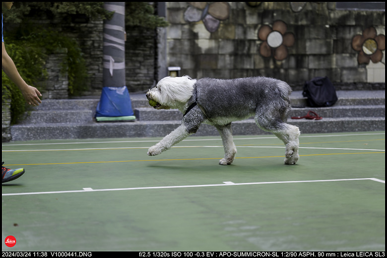 【開箱】Leica SL3 10607，新增 [不同等級SD卡讀寫速度測試]