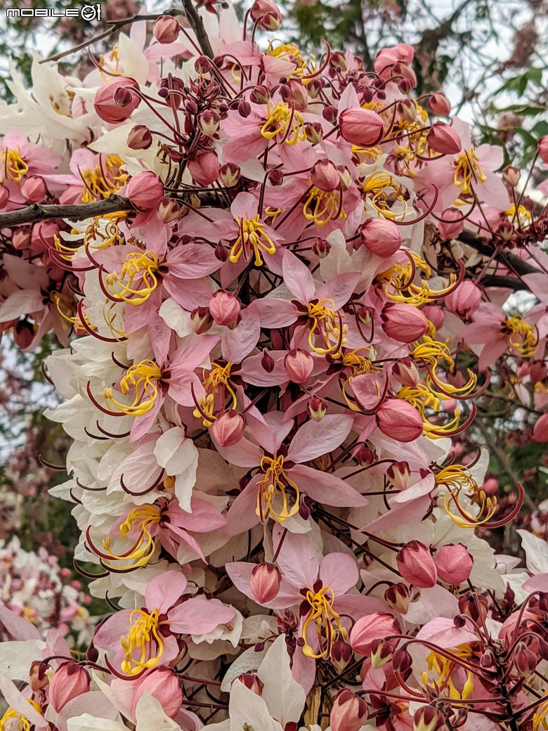 小葉欖仁+木麻黃+茄苳樹雄花+花旗木 台南市安平區湖濱水鳥公園 03/09