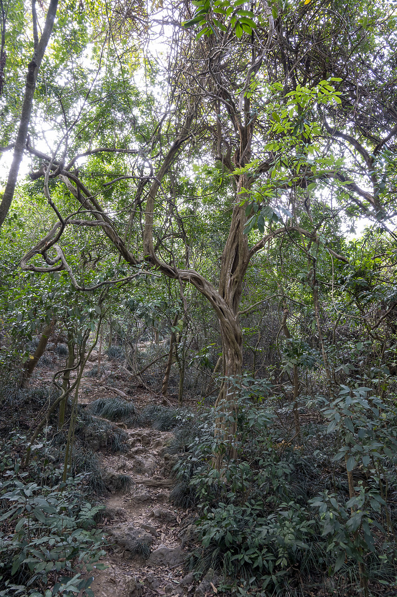 點我看大圖 假日半日遊-高雄柴山O型縱走
