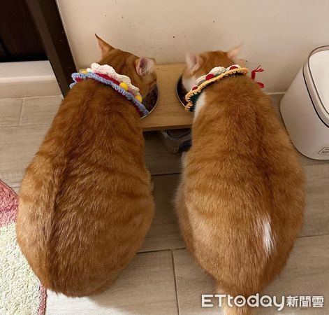 跳台怎麼是斜的?飼主笑要投訴網見「非人為因素」:建議先減肥
