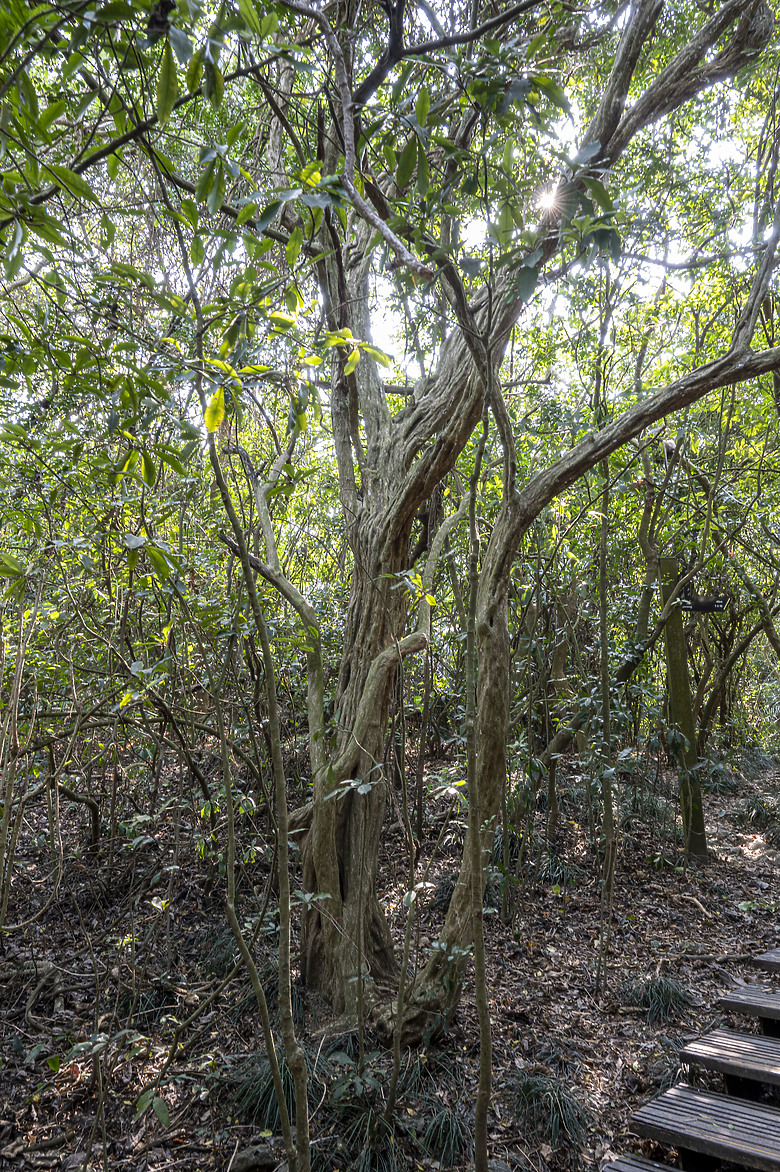 點我看大圖 假日半日遊-高雄柴山O型縱走