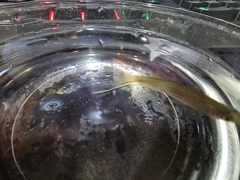 請問這是什麼溪魚 ?