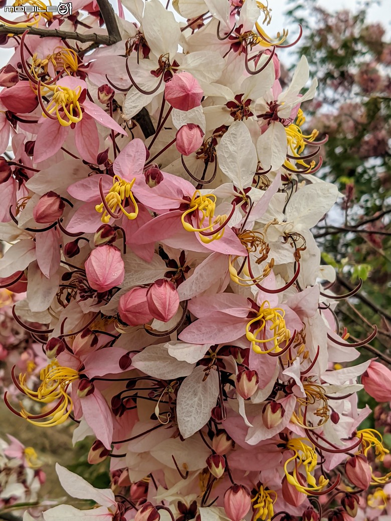 小葉欖仁+木麻黃+茄苳樹雄花+花旗木 台南市安平區湖濱水鳥公園 03/09