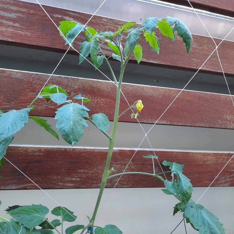 埔里最美的蔬食餐廳