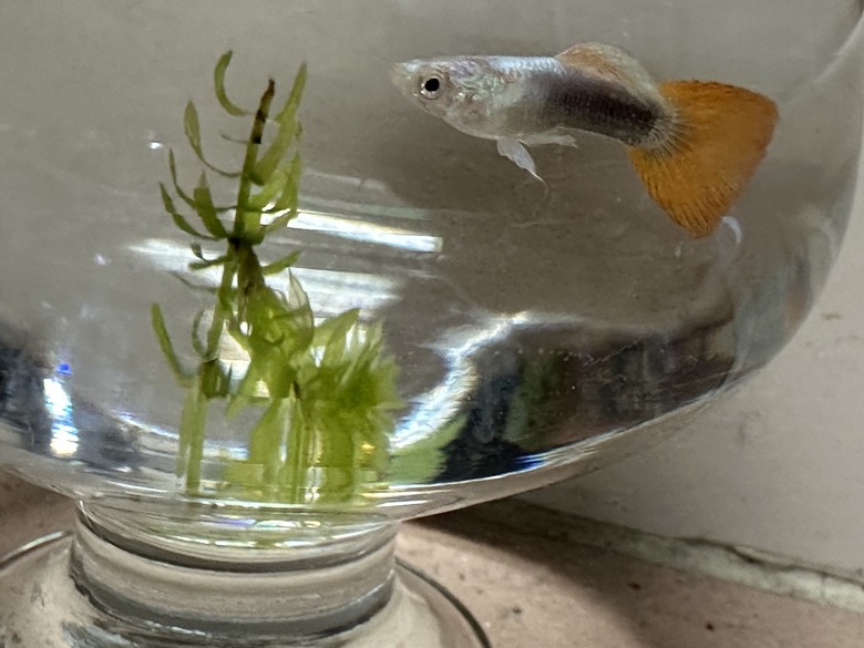 不知道這是什麼魚 請質點迷津