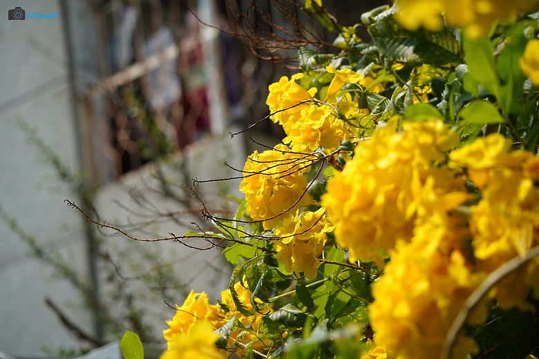 點我看大圖 30年輕小望遠鏡頭【CANON EF 80-200mm f/4.5-5.6 USM】