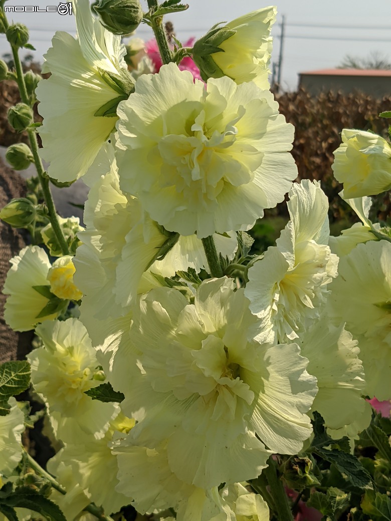 蜀葵花 臺南市學甲區光華里 03/17