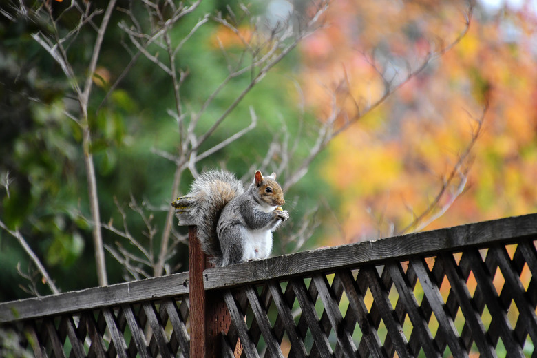 D500+Tamron 18-400mm（B028）