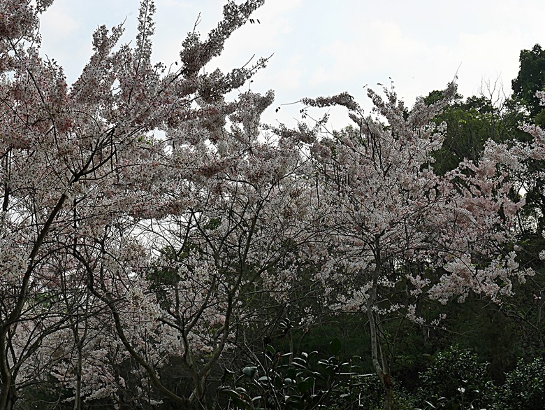 六龜神威天臺山花旗木花海、田寮月世界、美濃警察分駐所、美濃舊橋與溪畔花旗木，還有林家粄條總店美食 — 2024清明連假高雄郊區賞花旗木行旅