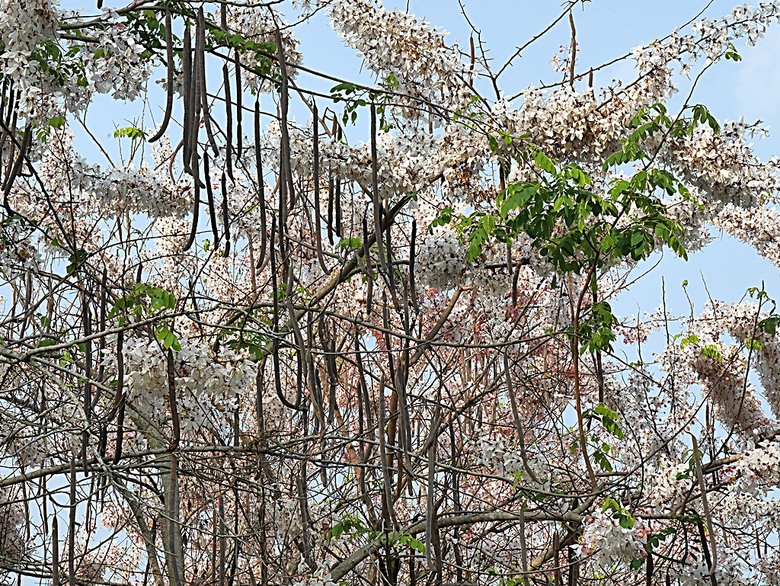 六龜神威天臺山花旗木花海、田寮月世界、美濃警察分駐所、美濃舊橋與溪畔花旗木，還有林家粄條總店美食 — 2024清明連假高雄郊區賞花旗木行旅