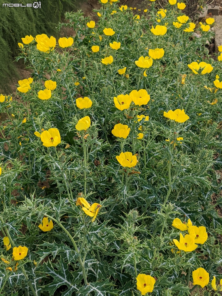 花旗木+薊罌粟+紅藜 台南市西港區金沙里新寮 03/30