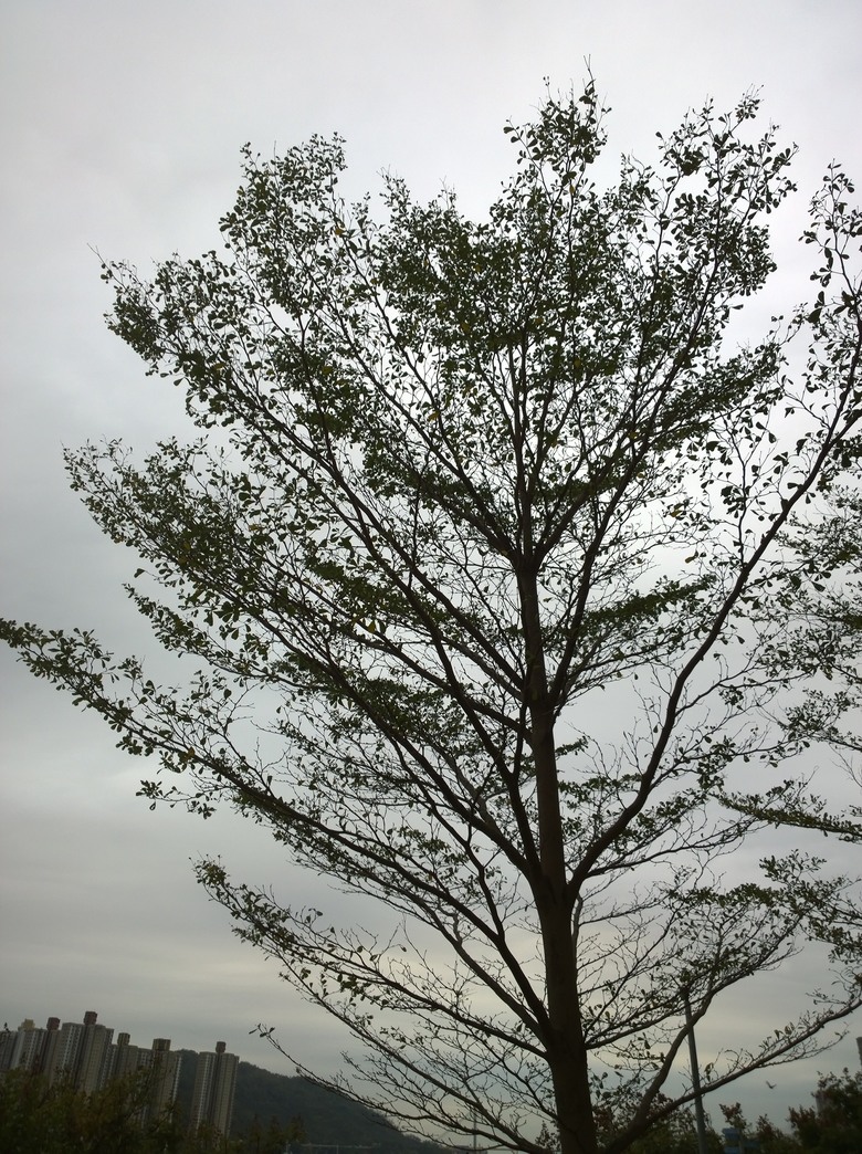 Lumia 1020：十年前的拍攝旗艦，有著現今的技術