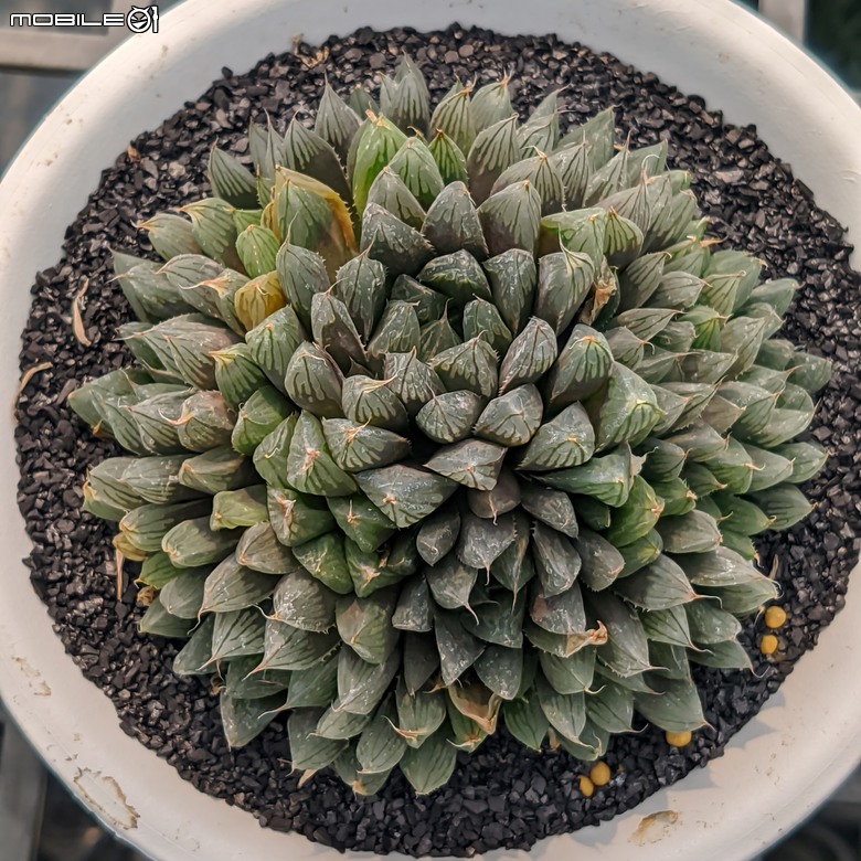 台南市佳里區興化里台19路旁 綠樹多肉植栽園 04/13