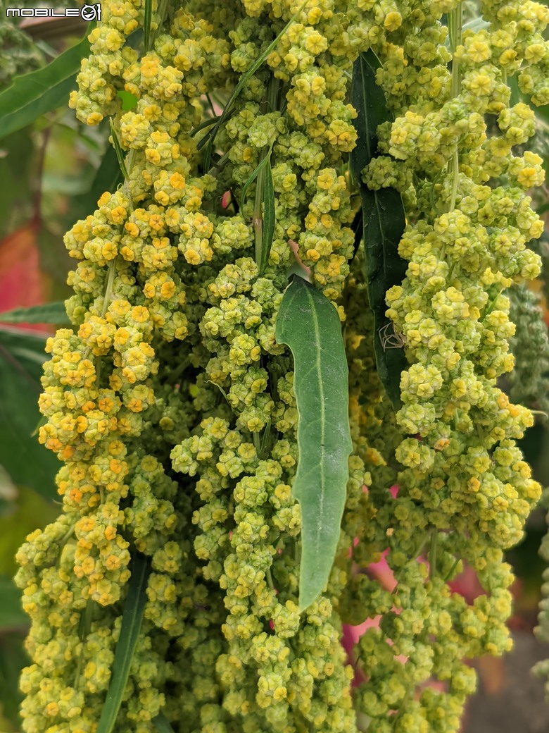 花旗木+薊罌粟+紅藜 台南市西港區金沙里新寮 03/30