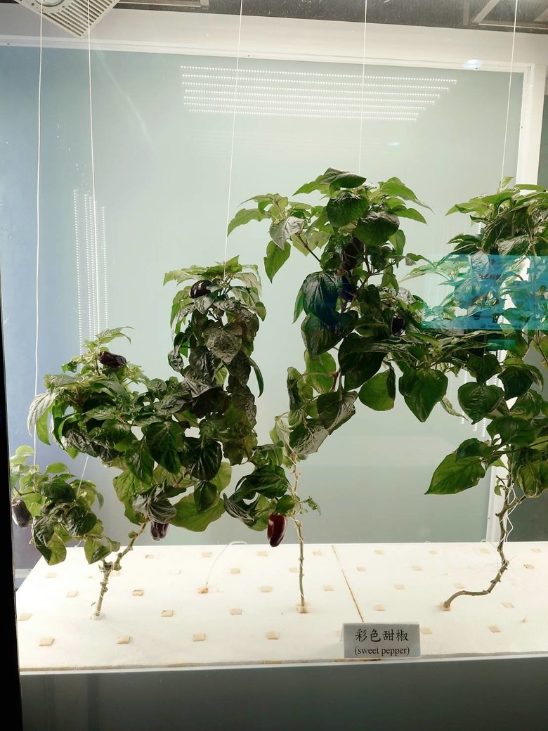 你認為碳足跡標章標示的排碳量越多，代表越環保?