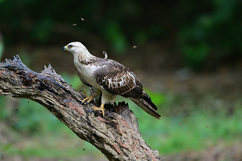蓋186大樓，建材以管計價5萬8。(NIKKOR Z 180-600mm f/5.6-6.3 VR)